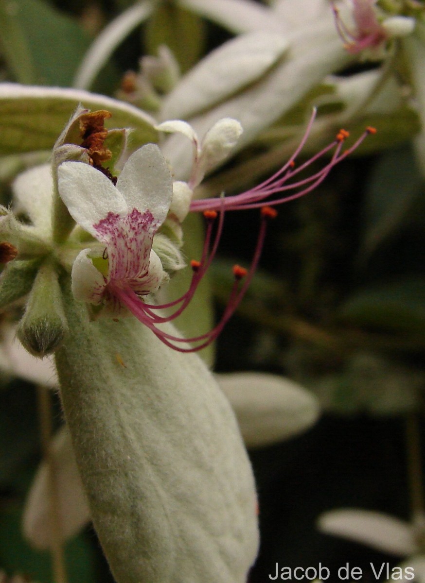 Congea tomentosa Roxb.